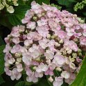 Hydrangea macrophylla 'Ayesha' fleur